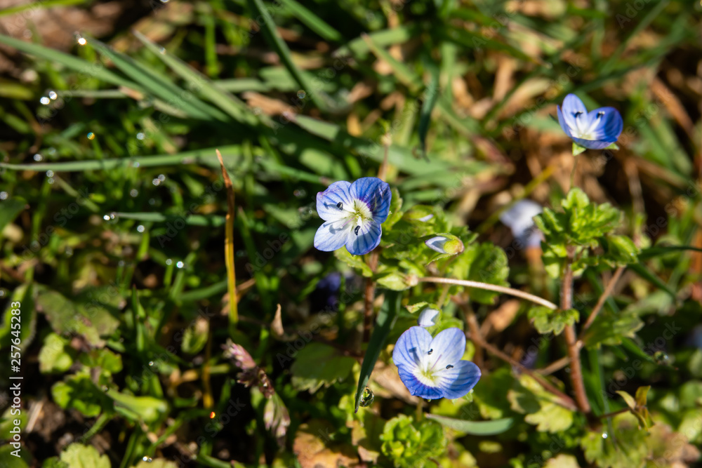 Bird's Eye Speedwell Flowers in Bloom in Springtime Bird's Eye Speedwell Flowers in Bloom in Springtime