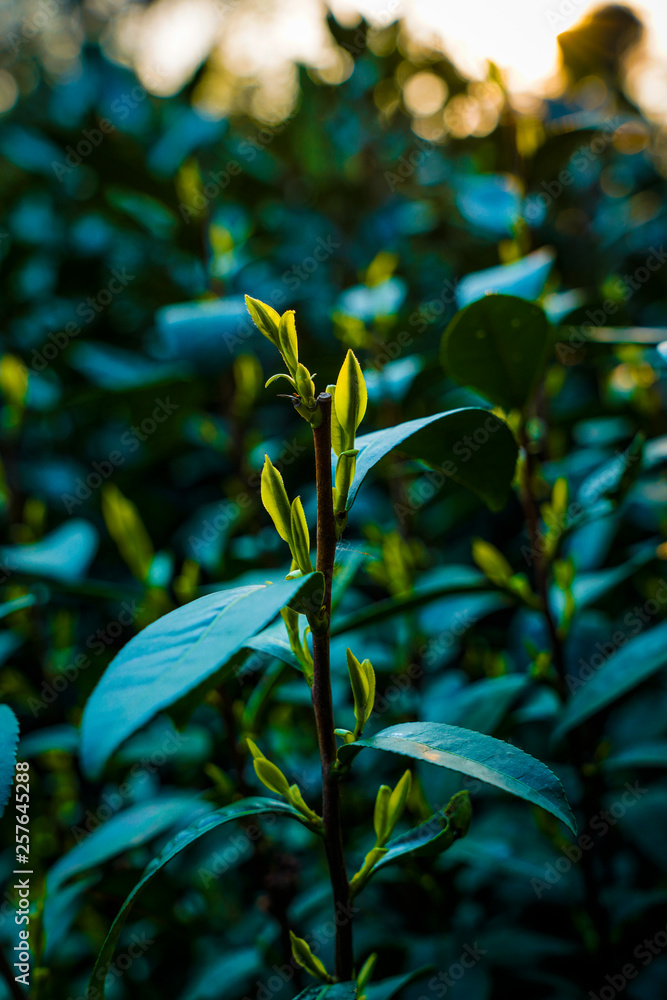 Obraz premium tea mountain
