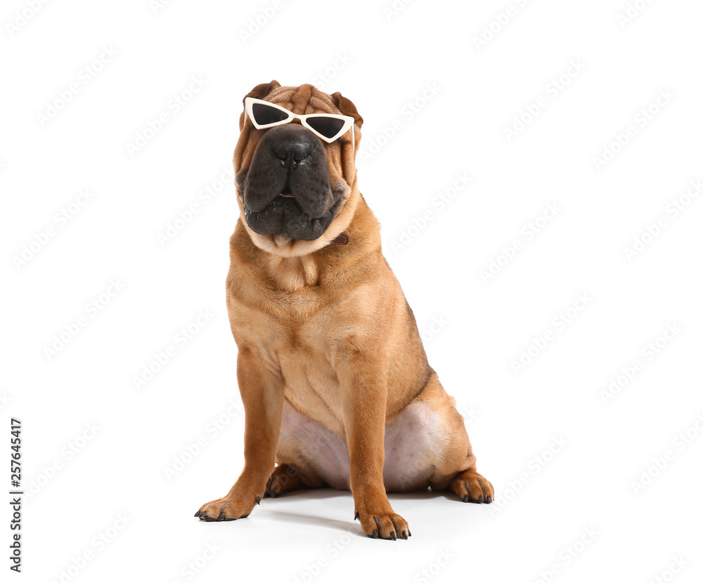 Cute funny dog with sunglasses on white background Cute funny dog with sunglasses on white background