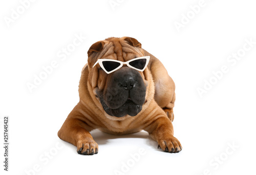 Cute funny dog with sunglasses on white background