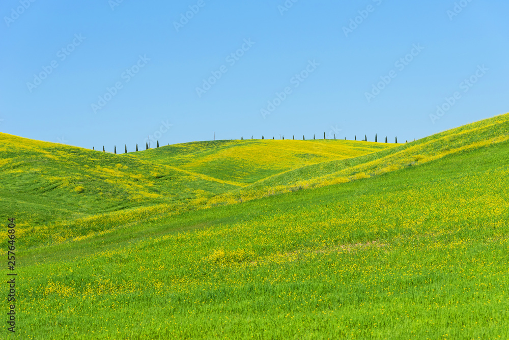 Fototapeta premium Beautiful farmland rural landscape, colorful spring flowers in Tuscany, Italy.