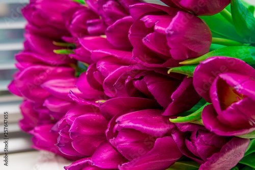 Bunch of bright pink tulips with green leaves, macro