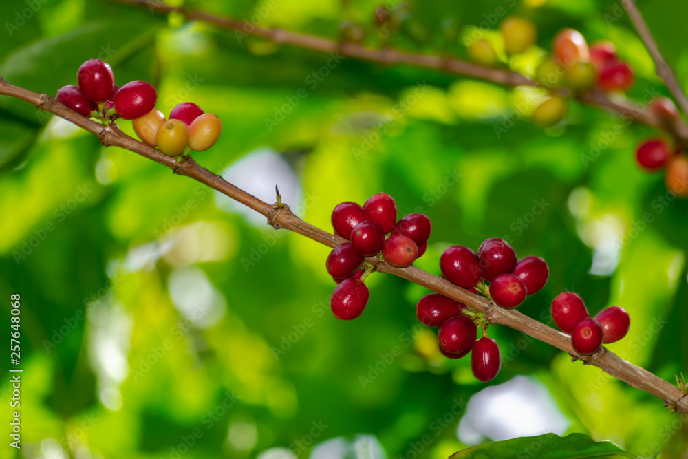 Red ripe coffee beans (Coffea arabica) in a branch with green vegetation background Red ripe coffee beans (Coffea arabica) in a branch with green vegetation background