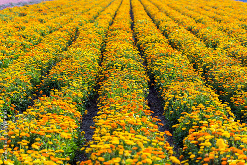 seasonal flowers landscae and  farming photo