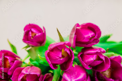Bunch of bright pink tulips with green leaves, macro