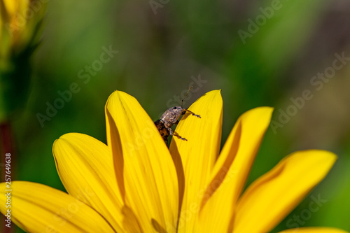Small beetle of the edge of a yellow flower petal in Agadir, Morocco © Anders93