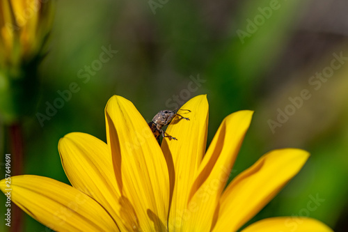 Small beetle of the edge of a yellow flower petal in Agadir, Morocco