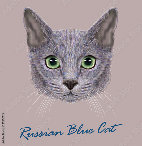 Russian blue cat animal cute face. Vector happy silver kitten head portrait. Realistic gray fur portrait of Russian green eyes kitty isolated on grey background. © ant_art19