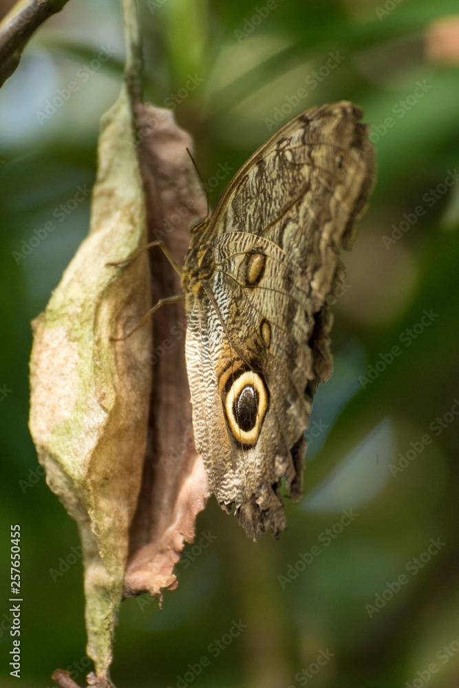 Fototapeta premium EulenAuge - Caligo eurilochus