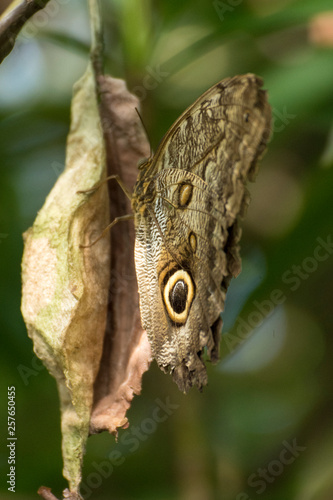 EulenAuge - Caligo eurilochus