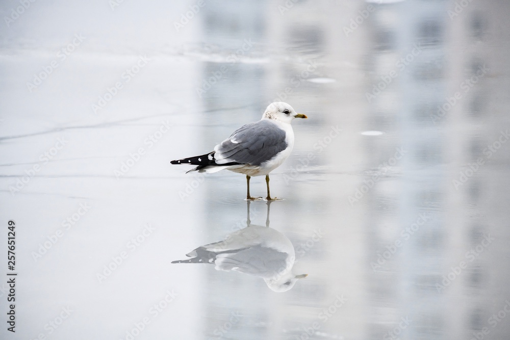 Fototapeta premium Sea gull reflection ice winter nature color water 