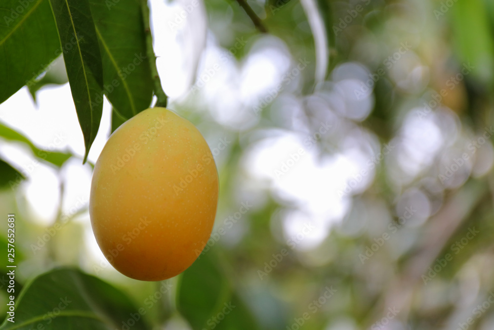 Ripe marian plum or plum mango on the tree. Sweet fruit Thailand.