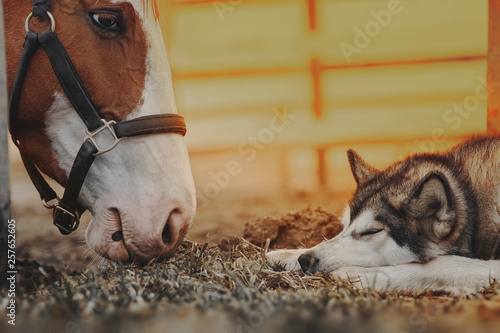 Dog and horse look at each other
