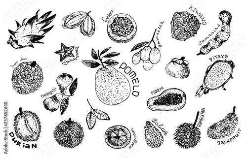 Tropical fruit design set. Fruit: mangosteen, papaya, durian, pomelo, guava, chompoo, mangosteen, carambola