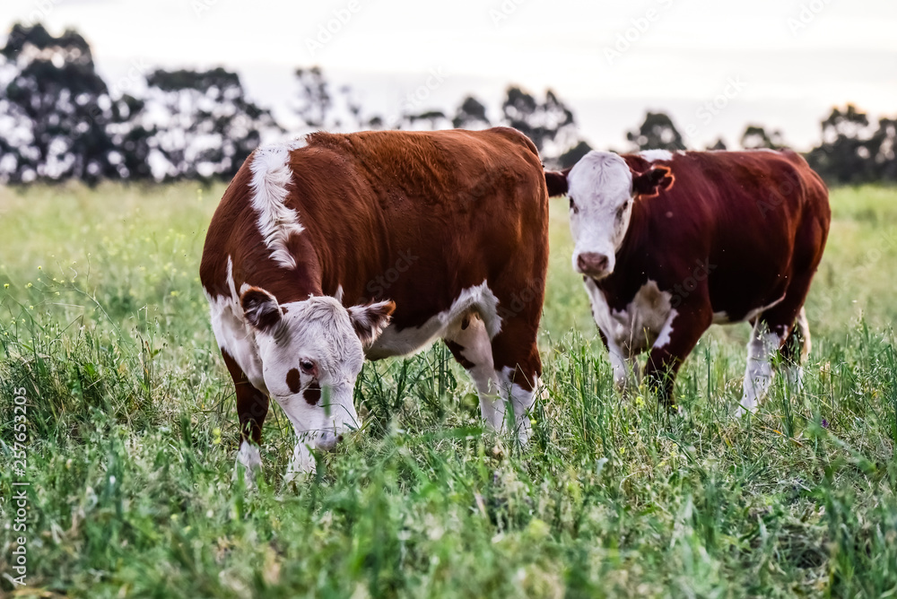 Cows in Countryside,in  Pampas landscape, Argentina