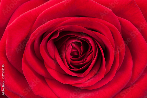 Red rose petals, close up
