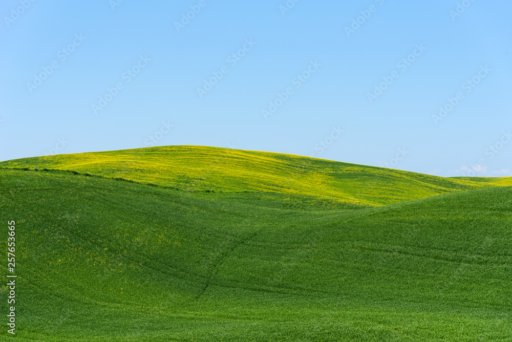 Obraz premium Beautiful farmland rural landscape, colorful spring flowers in Tuscany, Italy.