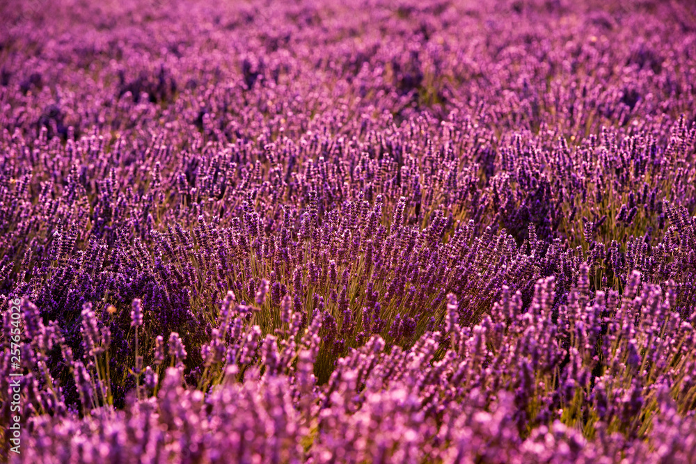 Obraz premium Close up Bushes of lavender purple aromatic flowers