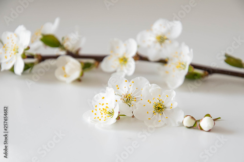 small delicate spring apple blossom on a smooth white background