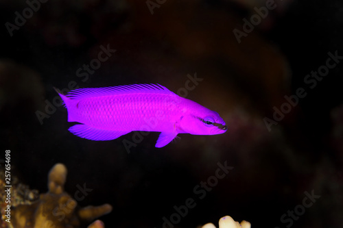 Pseudochromis fridmani EG-17