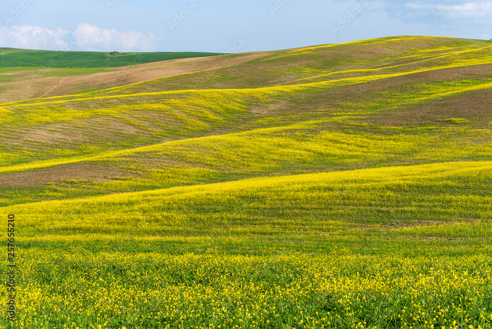 Beautiful farmland rural landscape, colorful spring flowers in Tuscany, Italy.
