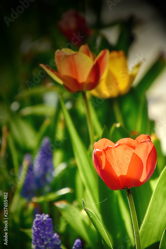 delicate colorful tulips growing in the spring hips in the rays of a warm sun