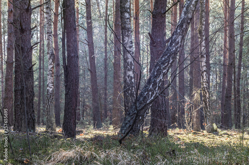 Fototapeta Naklejka Na Ścianę i Meble -  Las
