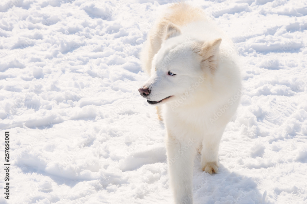 White dog Husky in the Russian snowy landscape on a sunny day