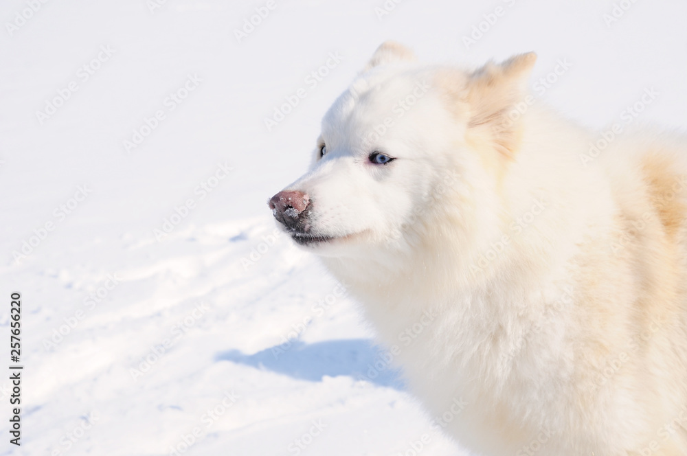 Obraz premium White dog Husky in the Russian snowy landscape on a sunny day