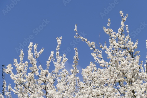 Weisse Kirschblüten auf  Baumzweigen © detailfoto