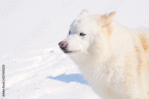 White dog Husky in the Russian snowy landscape on a sunny day © sorocka