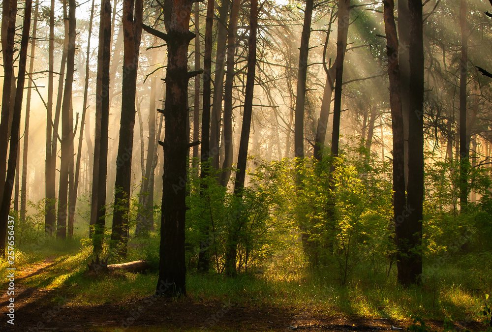 Morning. Walk in the woods. Sun rays.