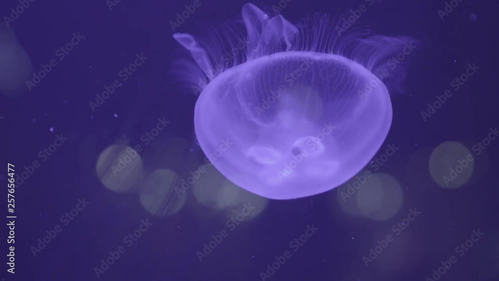 Jellyfish with Colours Jellyfish with Colours