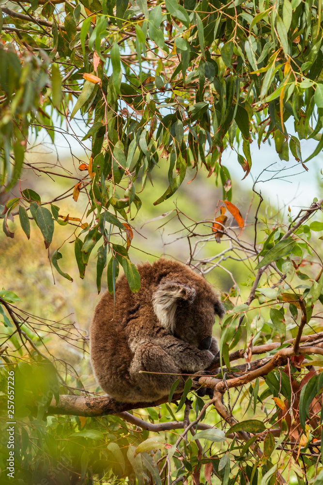 Fototapeta premium Sleepy koala sitting high above in gumtree.