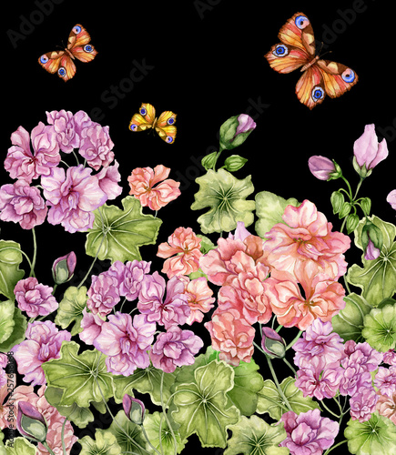 Beautiful floral background with pelargonium flowers and butterflies on black...