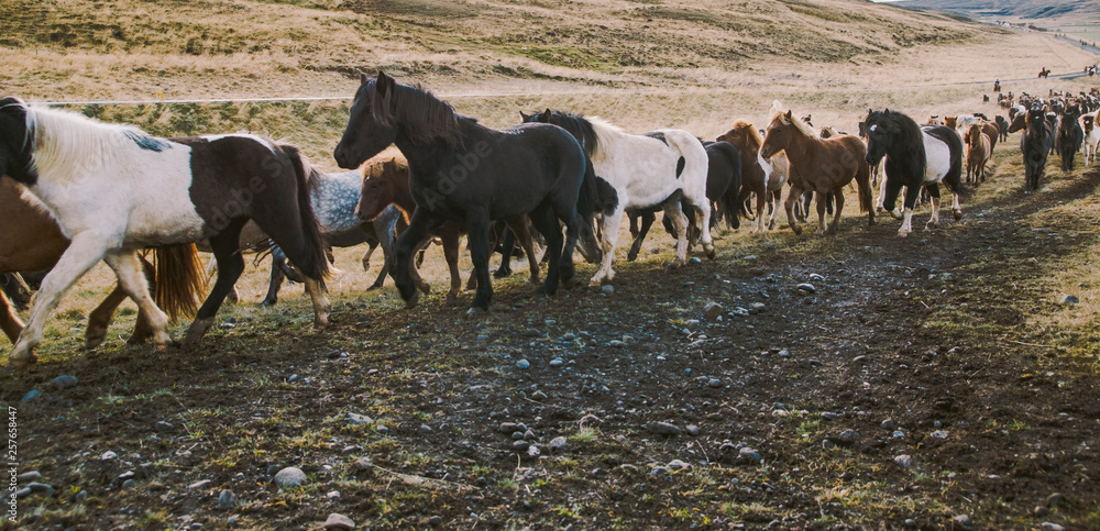 Herd of lovely Icelandic horses riding towards the meeting at the farm Herd of lovely Icelandic horses riding towards the meeting at the farm
