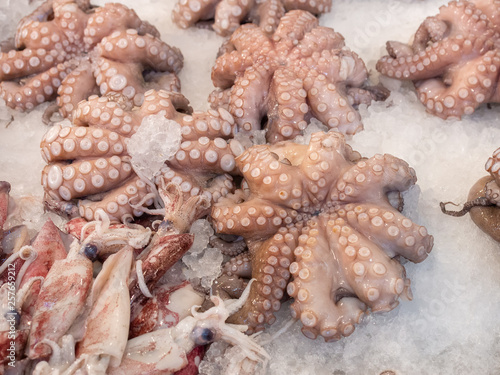 Octopuses and squids on a fish market in Athens, Greece