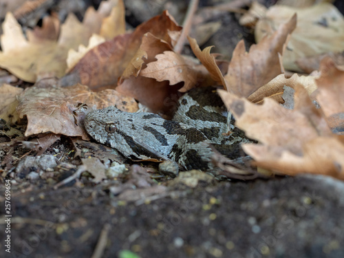 Ottoman Viper (Montivipera xanthina) hiding in dry leaves on Lesbos island, Greece