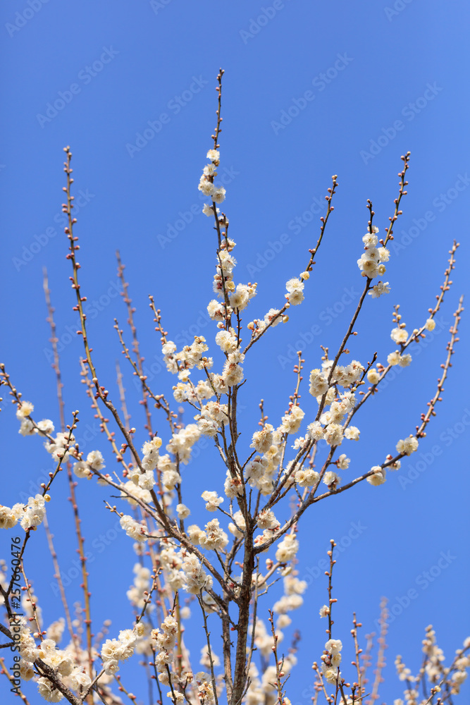Early blooming White plum blossoms Early blooming White plum blossoms