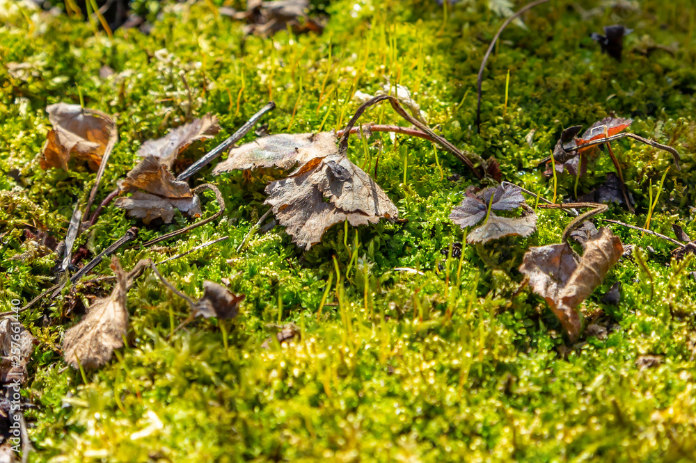 Obraz premium Spring Moss