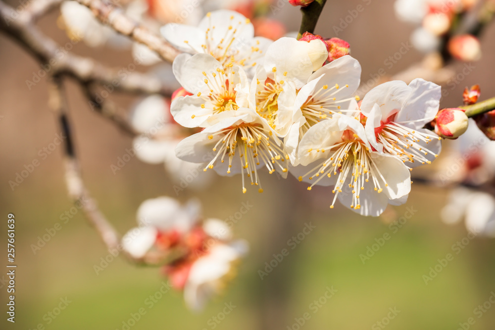 Early blooming White plum blossoms
