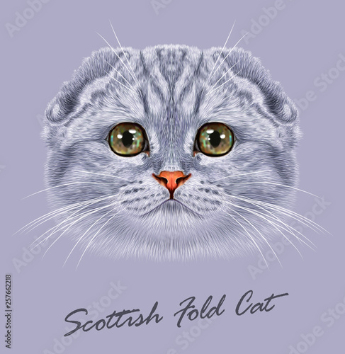 Scottish fold cat animal cute face. Vector happy silver tabby stripe pattern Scottish fold kitten head portrait. Realistic fur portrait of scottish green eyes kitty isolated on grey background.