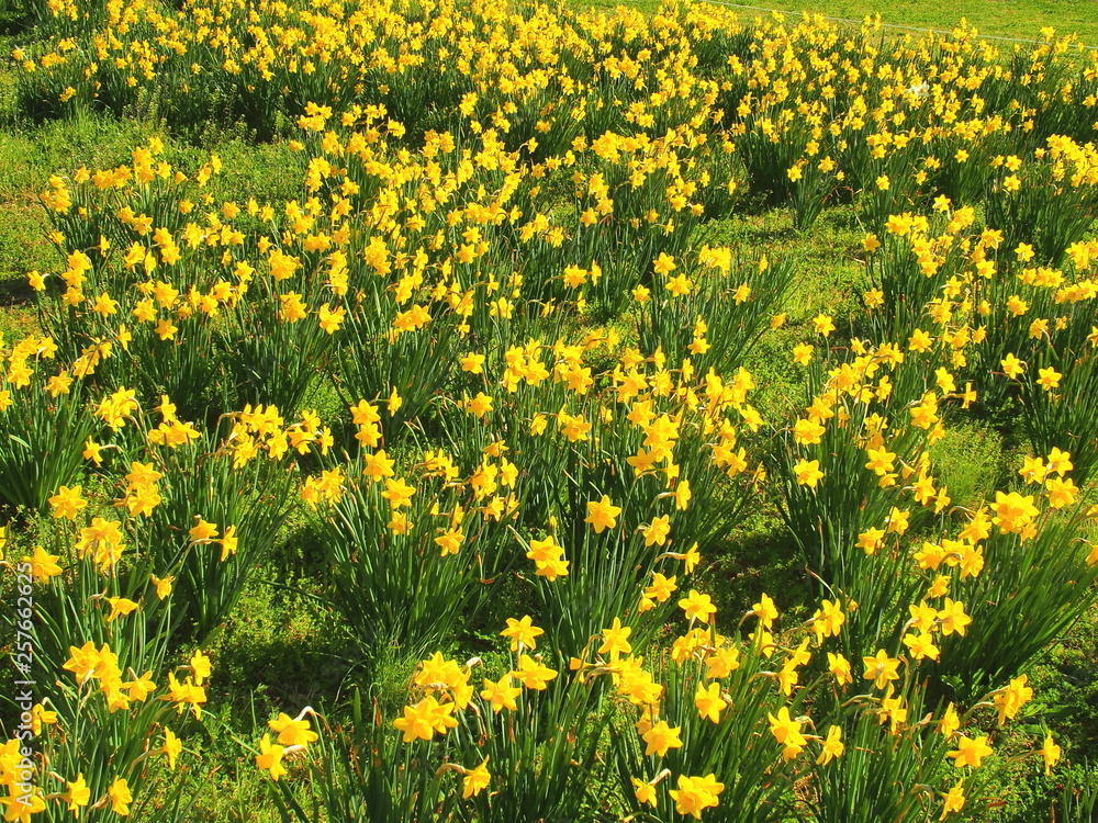 Fototapeta premium 春の江戸川河川敷に咲くラッパスイセン