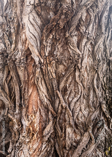 Texture of Very Old Willow Tree