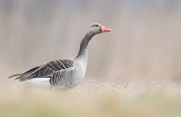 Greylag goose (Anser anser)