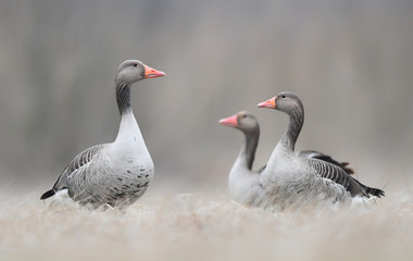 Greylag goose (Anser anser)