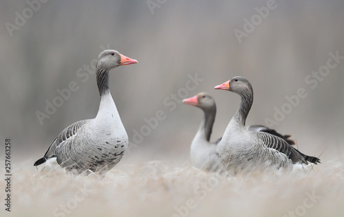 Slika na platnu Greylag goose (Anser anser)
