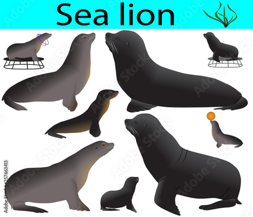 Collection of california sea lions in colour image