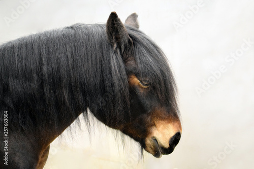 North Swedish Horse (Swedish: Nordsvensk Brukshäst) head close up photo