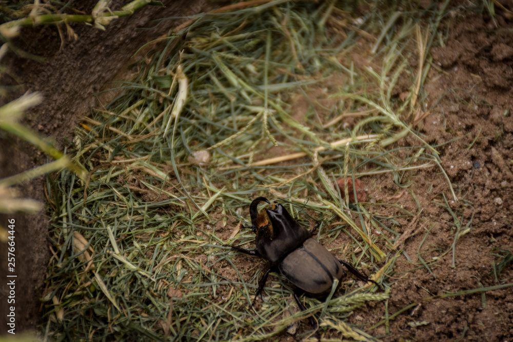 Close up view of a rhino beetle walking on the grass